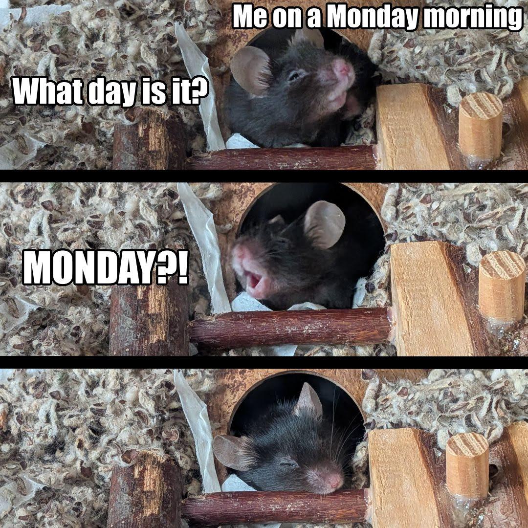 Relating to my fancy mice on a Monday morning