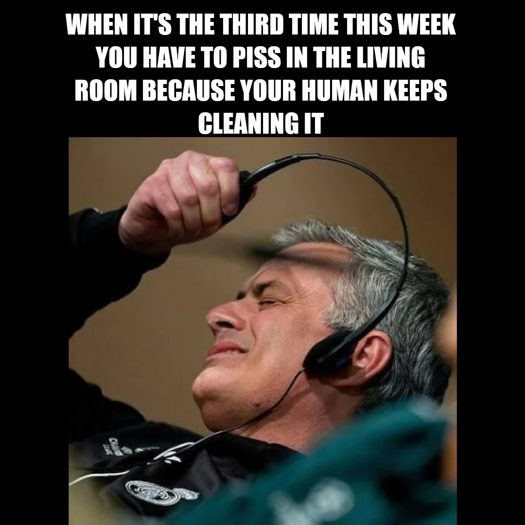 Memes my cat send me