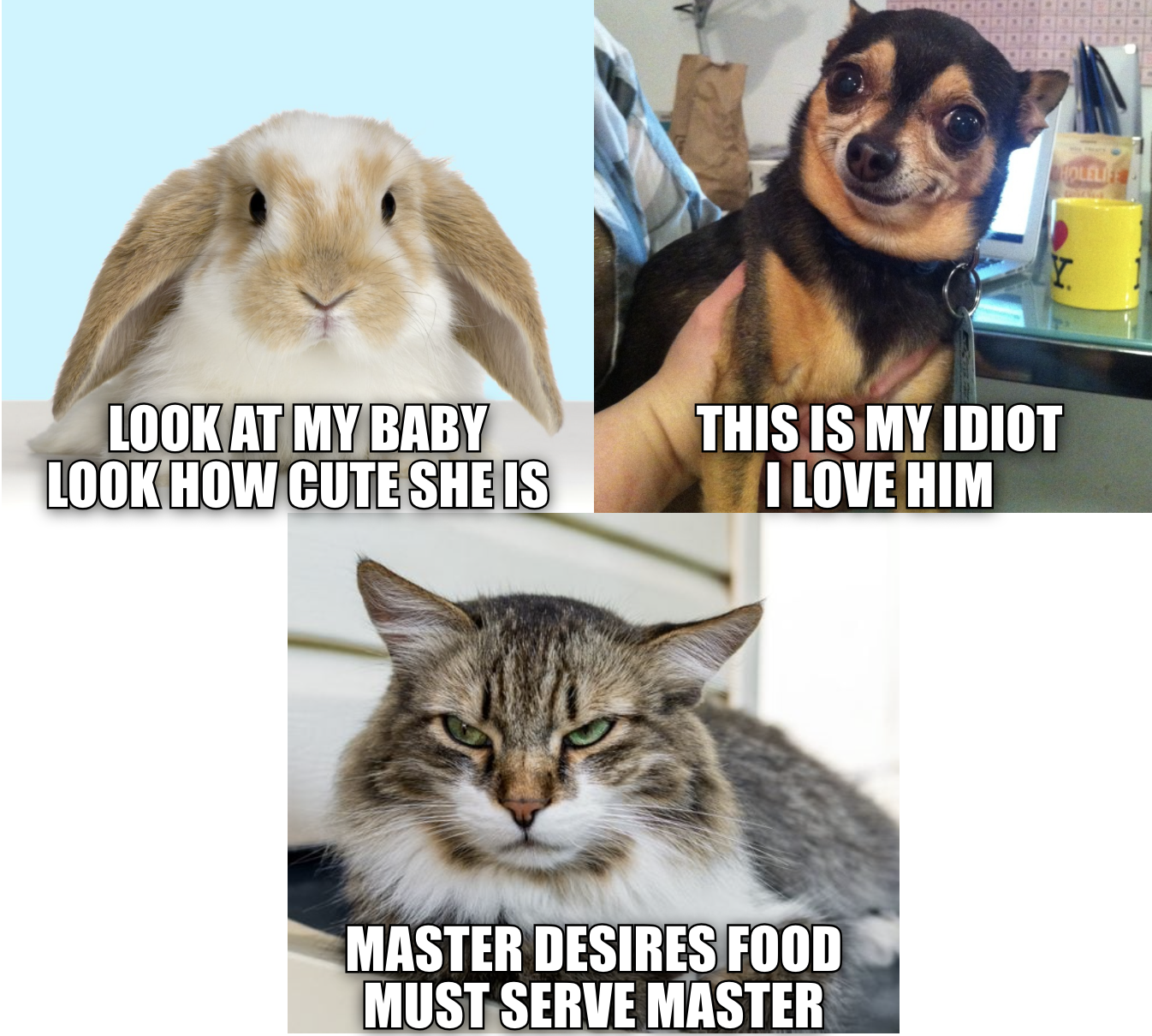 Three types of pet owners