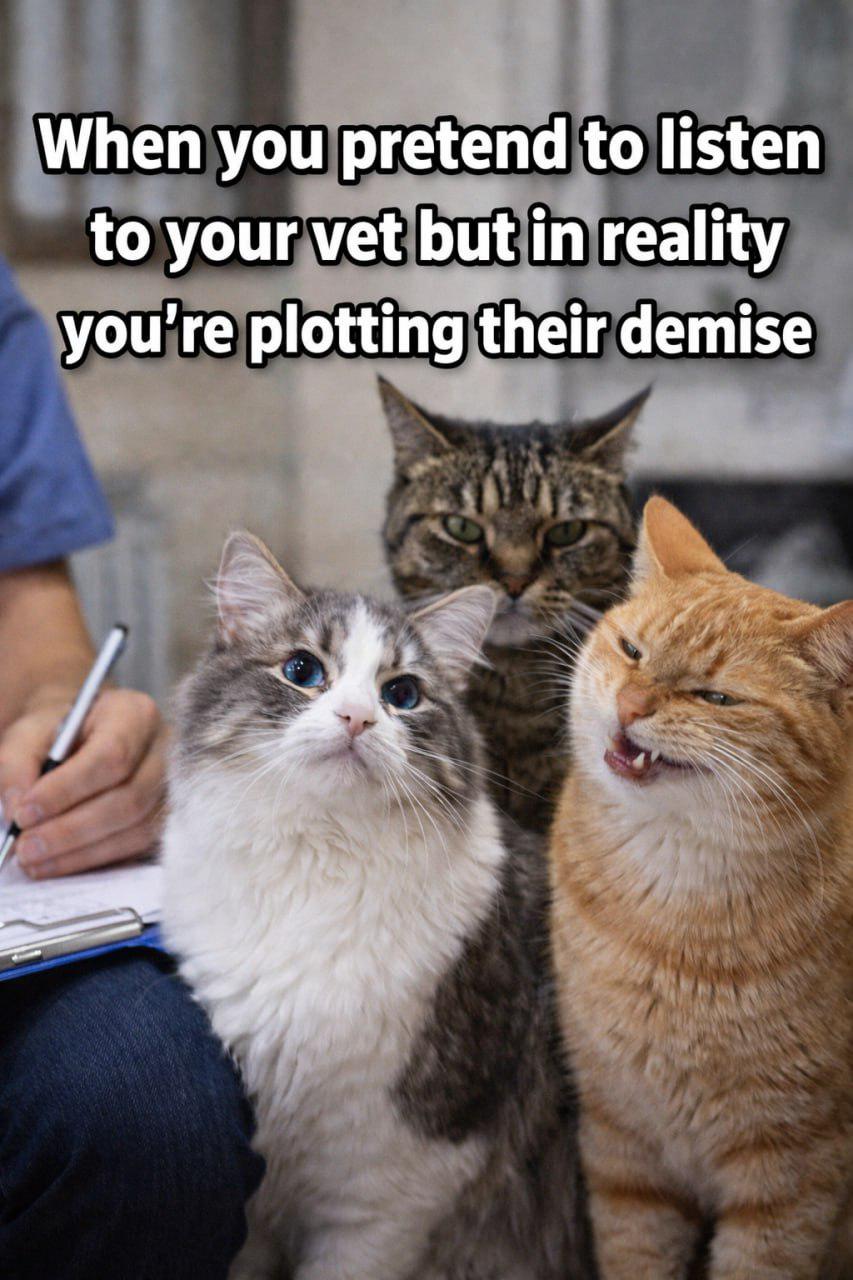 Listening… But Secretly Plotting 😼
