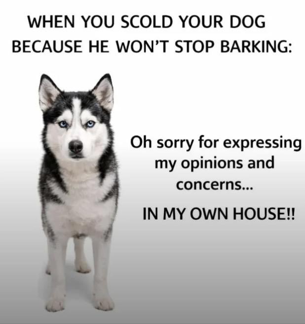 Sad doge noises