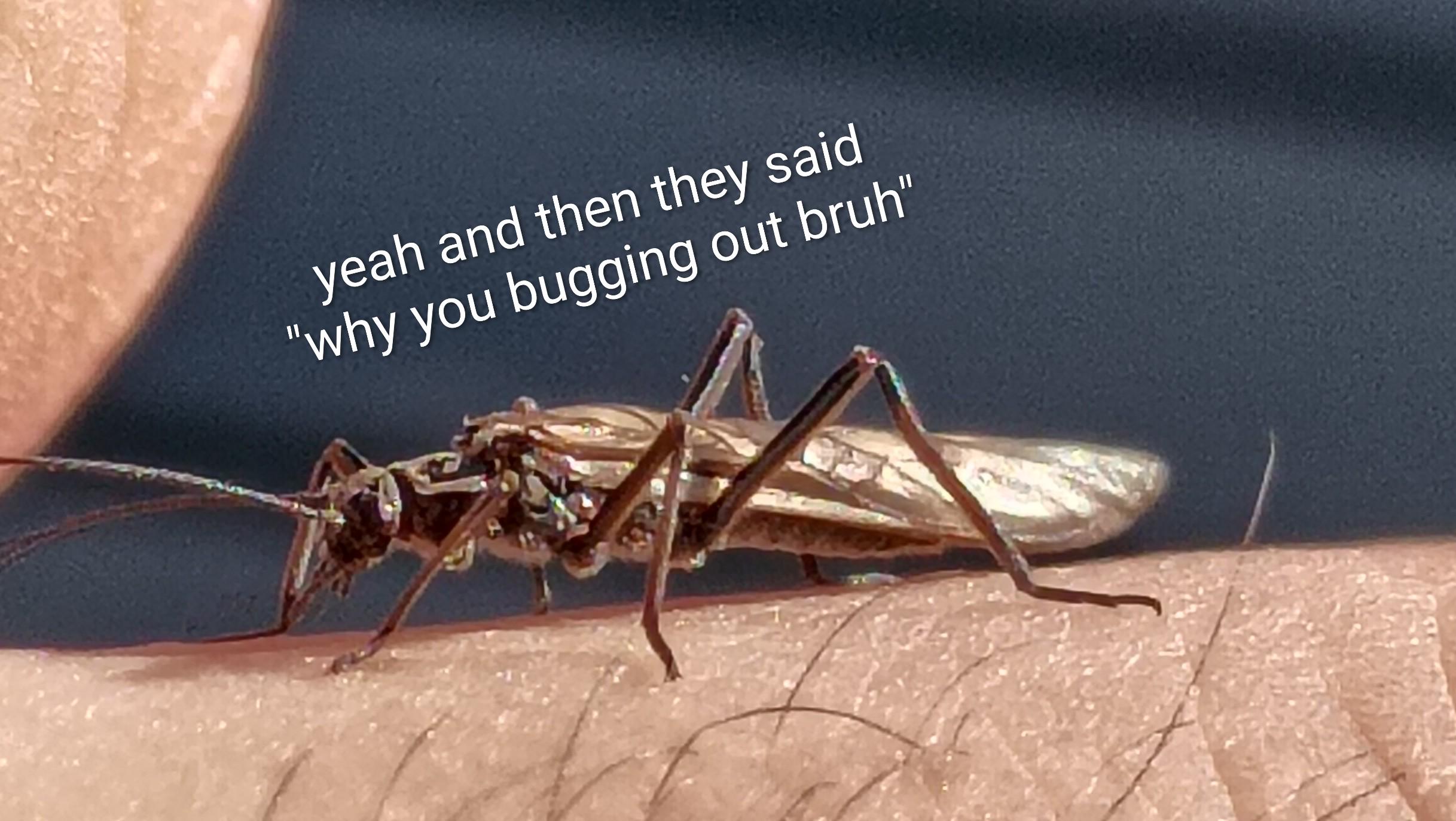 They're bugging out